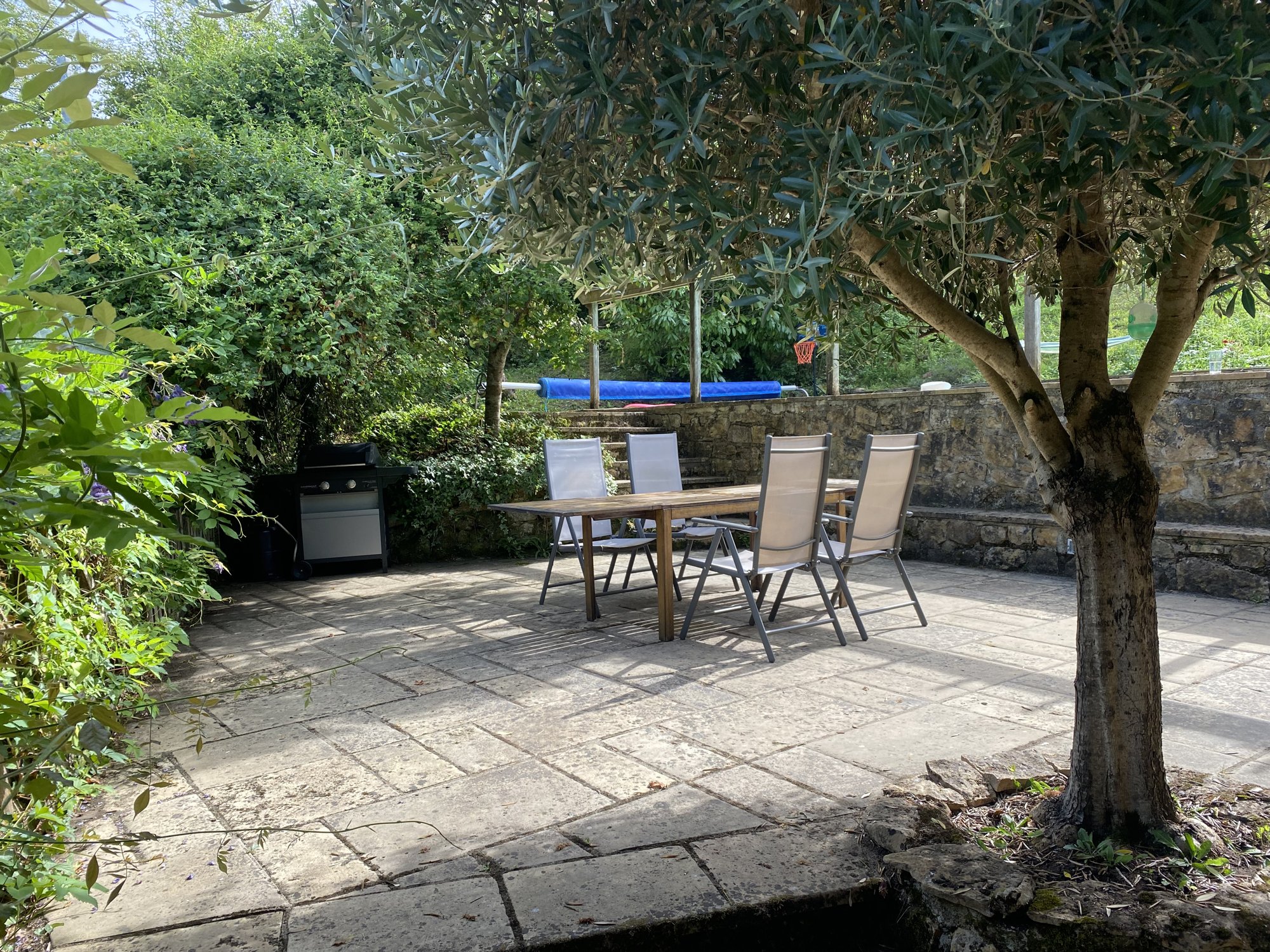 Dinner under the olive tree